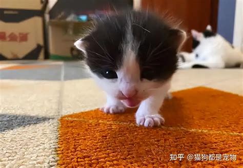 自來猫|老祖宗说：不要养主动上门的猫！这是为啥呢？